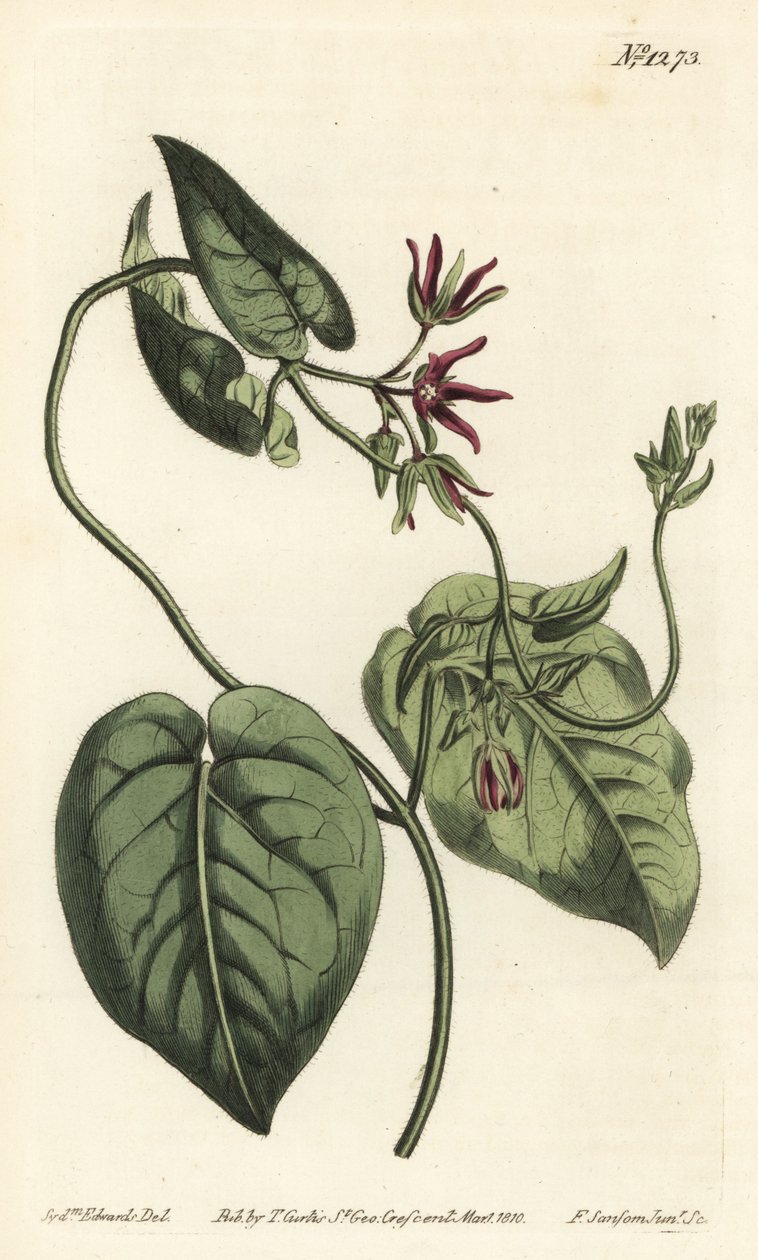 Climbing milkvine, Matelea obliqua (Virginian cynanchum, Cynanchum discolor). Handcoloured copperplate engraving by F. Sansom Jr. after an illustration by Sydenham Edwards from William Curtis