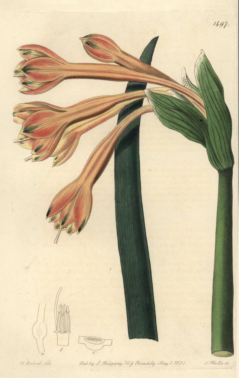 Clinanthus fulvus (Tawny coburgia, Coburgia fulva). Handcoloured copperplate engraving by S. Watts after an illustration by William Herbert from Sydenham Edwards
