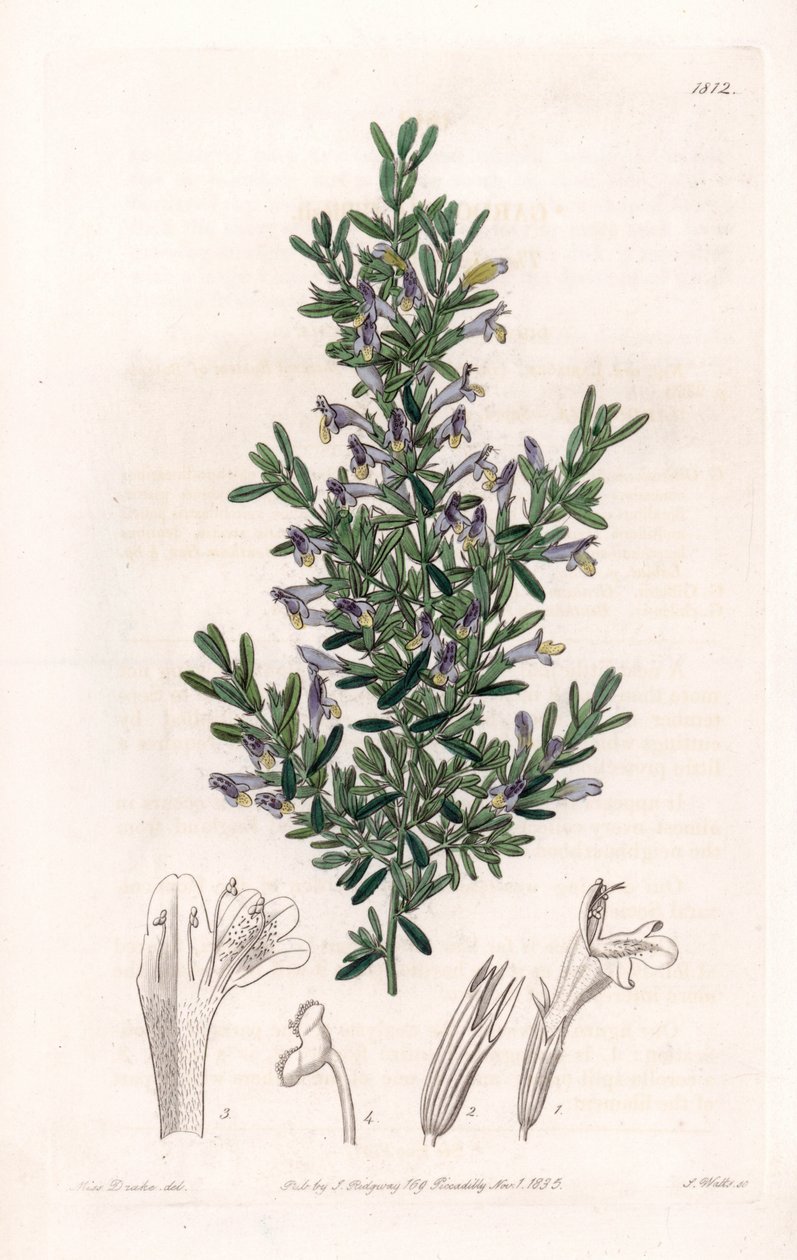 Clinopodium Variete - لوحة محفورة بواسطة S. Watts ، من رسم توضيحي لسارة Anne Drake (1803-1857) ، من السجل النباتي لسيدنهام إدواردز (1768-1819) ، إنجلترا بواسطة سيدنهام تيست إدواردز