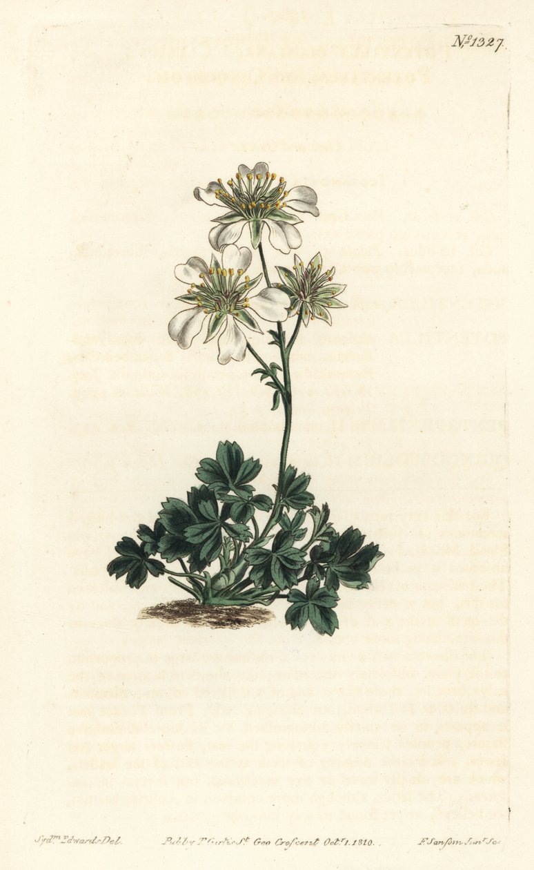 Clusius cinquefoil - Clusius cinquefoil ، Potentilla clusiana. نقش على لوح نحاسي ملون يدويًا بواسطة F. Sansom Jr. بعد رسم توضيحي لسيدنهام إدواردز من مجلة William Curtis النباتية ، T. Curtis ، لندن بواسطة سيدنهام تيست إدواردز