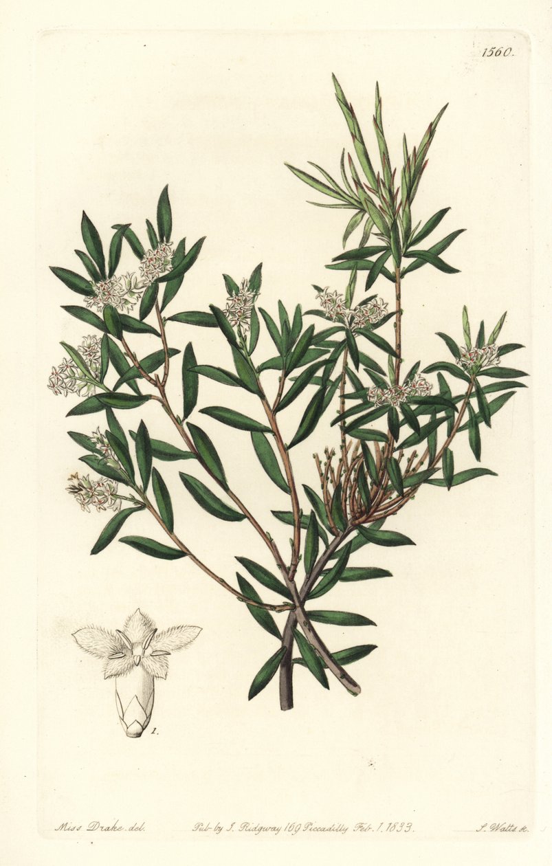 Coast beard-heath or small-flowered whitebeard, Leucopogon parviflorus. Handcoloured copperplate engraving by S. Watts after an illustration by Miss Sarah Drake from Sydenham Edwards