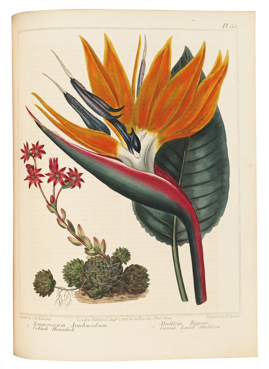 نسيج العنكبوت Houseleek و Canna Leaved Strelitzia ، 1806 بواسطة سيدنهام تيست إدواردز