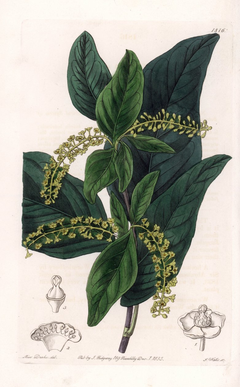 Coccoloba variete ، موطنه جزر الهند الغربية - نقش بواسطة S.Watts ، من رسم توضيحي لسارة آن دريك (1803-1857) ، من السجل النباتي لسيدنهام إدواردز (1768-1819) ، إنجلترا بواسطة سيدنهام تيست إدواردز