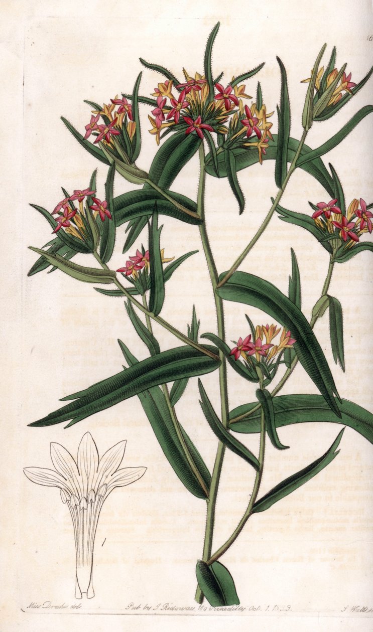 Collomia neon - لوحة محفورة بواسطة S.Watts ، من رسم توضيحي لسارة آن دريك (1803-1857) ، من السجل النباتي لسيدنهام إدواردز (1768-1819) ، إنجلترا بواسطة سيدنهام تيست إدواردز