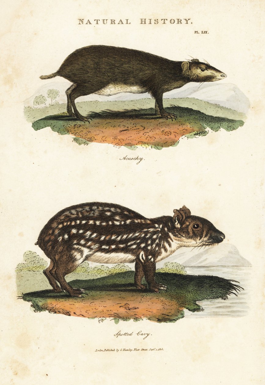 Common Acouchi or Buffon Acouchi and Paca - Red acouchi, Myoprocta acouchy, and lowland or spotted paca, Cuniculus paca. Handcoloured copperplate engraving after Sydenham Edwards from John Mason Good