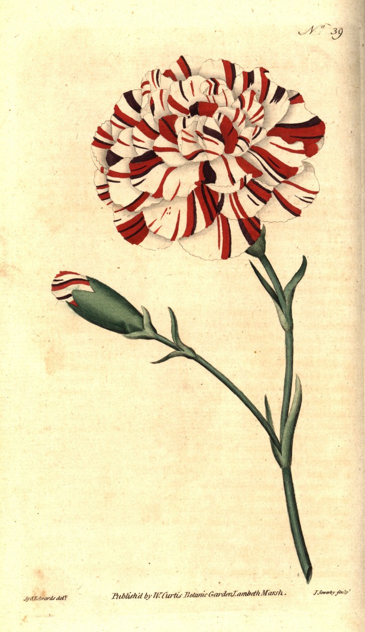 قرنفل شائع أو قرنفل أو قرنفل قرنفل - جير فرانكلين ، قرنفل قرمزي غريب ، Dianthus caryophyllus. نقش على لوح نحاسي ملون يدويًا بواسطة جيمس سوربي بعد رسم توضيحي نباتي لسيدنهام إدواردز من كتاب ويليام كيرتس The Bota بواسطة سيدنهام تيست إدواردز