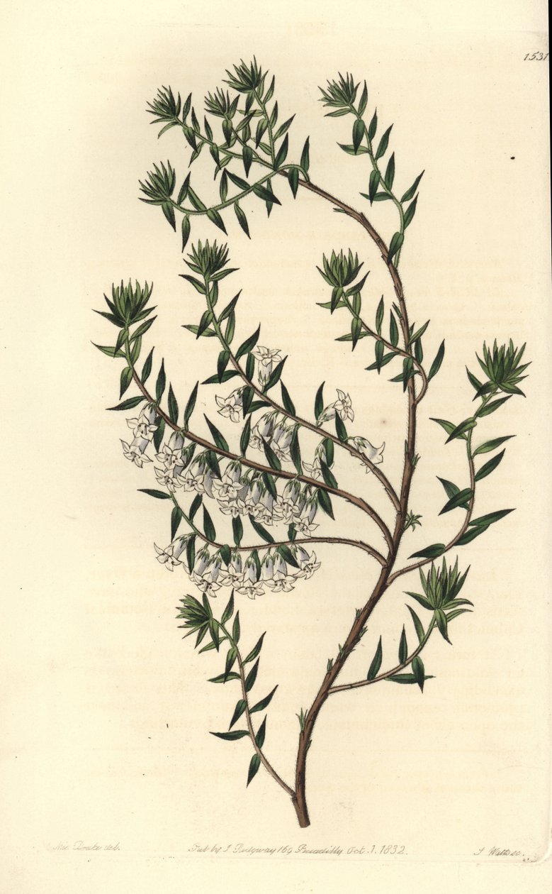 Common heath, Epicris impressa (Snowy epacris, Epicris nivalis). Handcoloured copperplate engraving by S. Watts after an illustration by Miss Sarah Drake from Sydenham Edwards