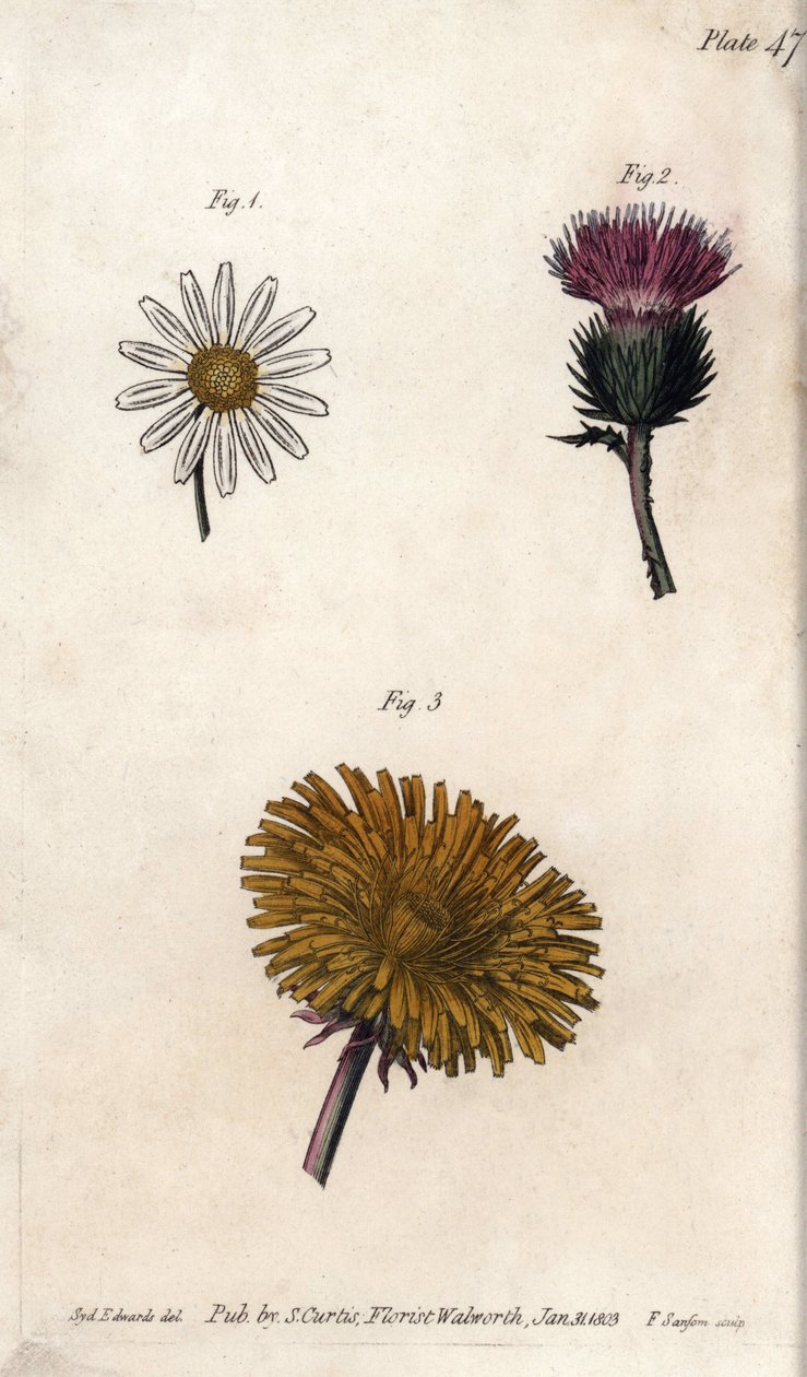 Composite flowers: prepacket, donkeys thistle (or false acanth onopordum) and dandelion. Coloured copper engraving, illustration by Sydenham Edwards (1768-1819) for Conferences of Botanical, Botanical Garden of Lambeth (England) بواسطة سيدنهام تيست إدواردز