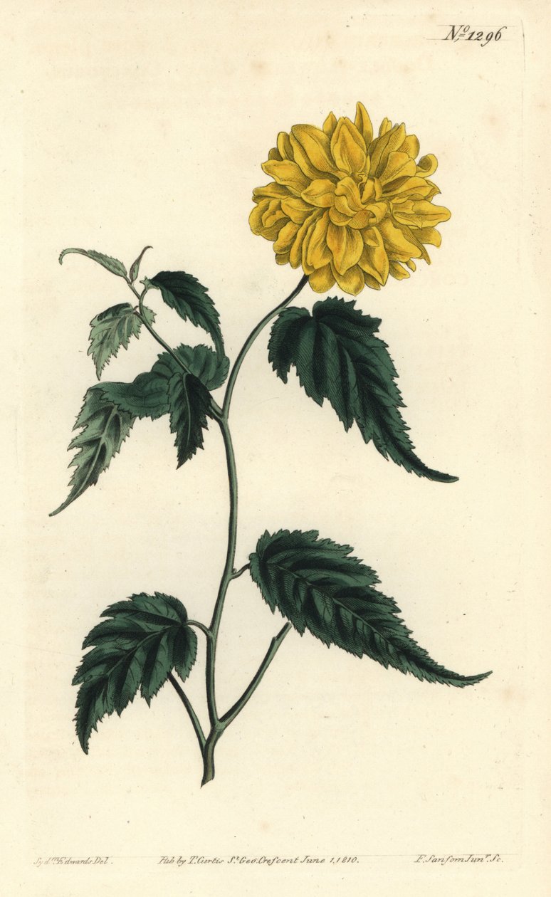 Corete du Japon - Double-flowered Japanese rose, Kerria japonica (Double-flowered Japan corchorus, Corchorus japonicus var. flore pleno). Handcoloured copperplate engraving by F. Sansom Jr. after an illustration by Sydenham Edwards from William Curtis