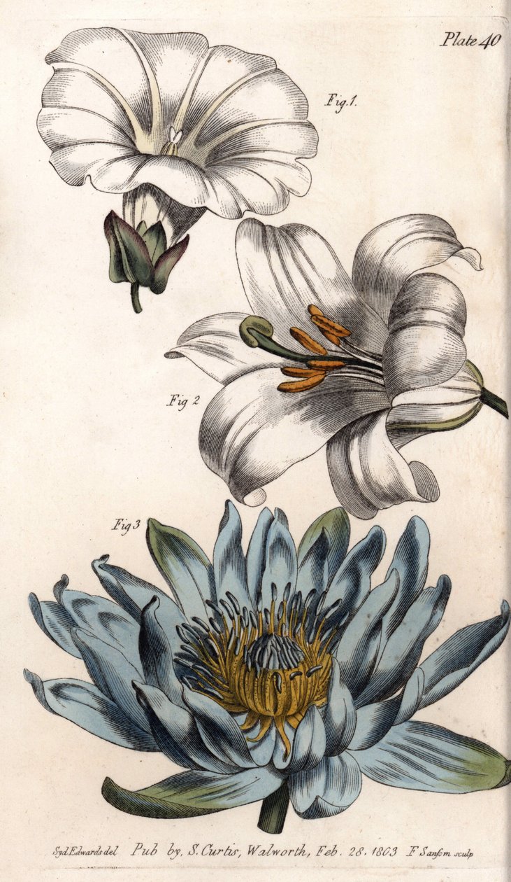 Corolla: field edge (flower has a single petal), lily (hexapetal) and lily (polypetal). Coloured copper engraving, illustration by Sydenham Edwards (1768-1819) for Conferences of Botanical, Botanical Garden of Lambeth (England) بواسطة سيدنهام تيست إدواردز