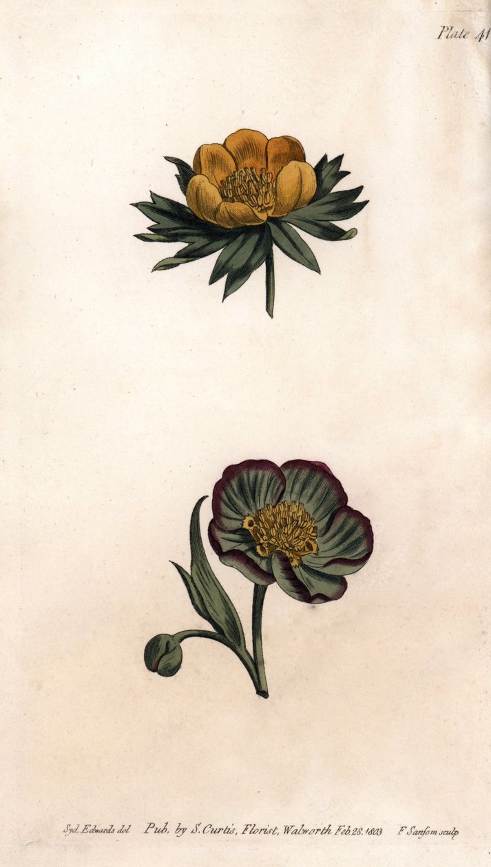كورولا من نبات الشجر الشتوي (أو helleborine أو الشتاء aconit) و hellebore fetide. نقش نحاسي ملون ، رسم توضيحي لسيدنهام إدواردز (1768-1819) لمؤتمرات نباتية ، حديقة لامبث النباتية (إنجلترا) بواسطة سيدنهام تيست إدواردز