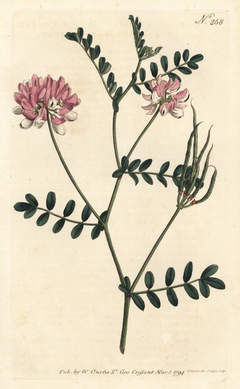 Coronilla bigaree - Purple crown vetch, Securigera varia (Purple coronilla, Coronilla varia). Handcoloured copperplate engraving by Sansom after an illustration by Sydenham Edwards from William Curtis
