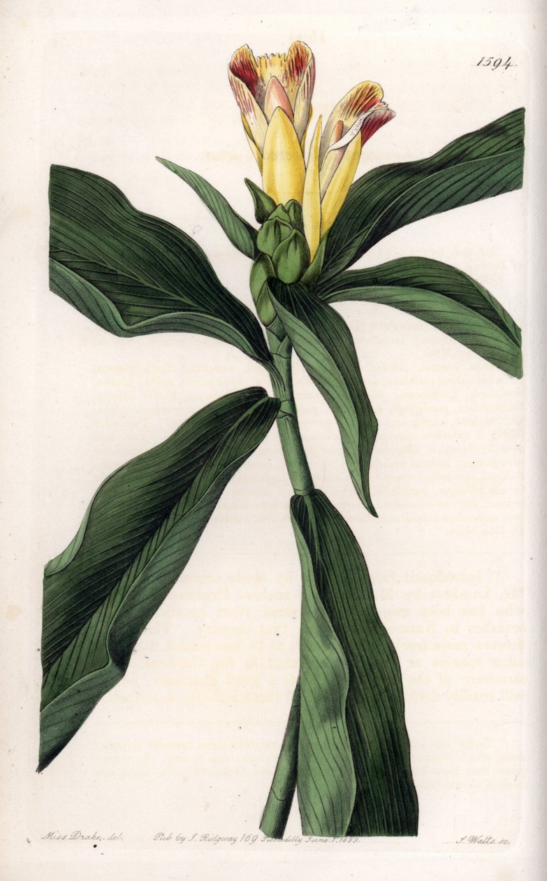 Costus Variete - لوحة محفورة بواسطة S. Watts ، من رسم توضيحي لسارة Anne Drake (1803-1857) ، من السجل النباتي لسيدنهام إدواردز (1768-1819) ، إنجلترا بواسطة سيدنهام تيست إدواردز