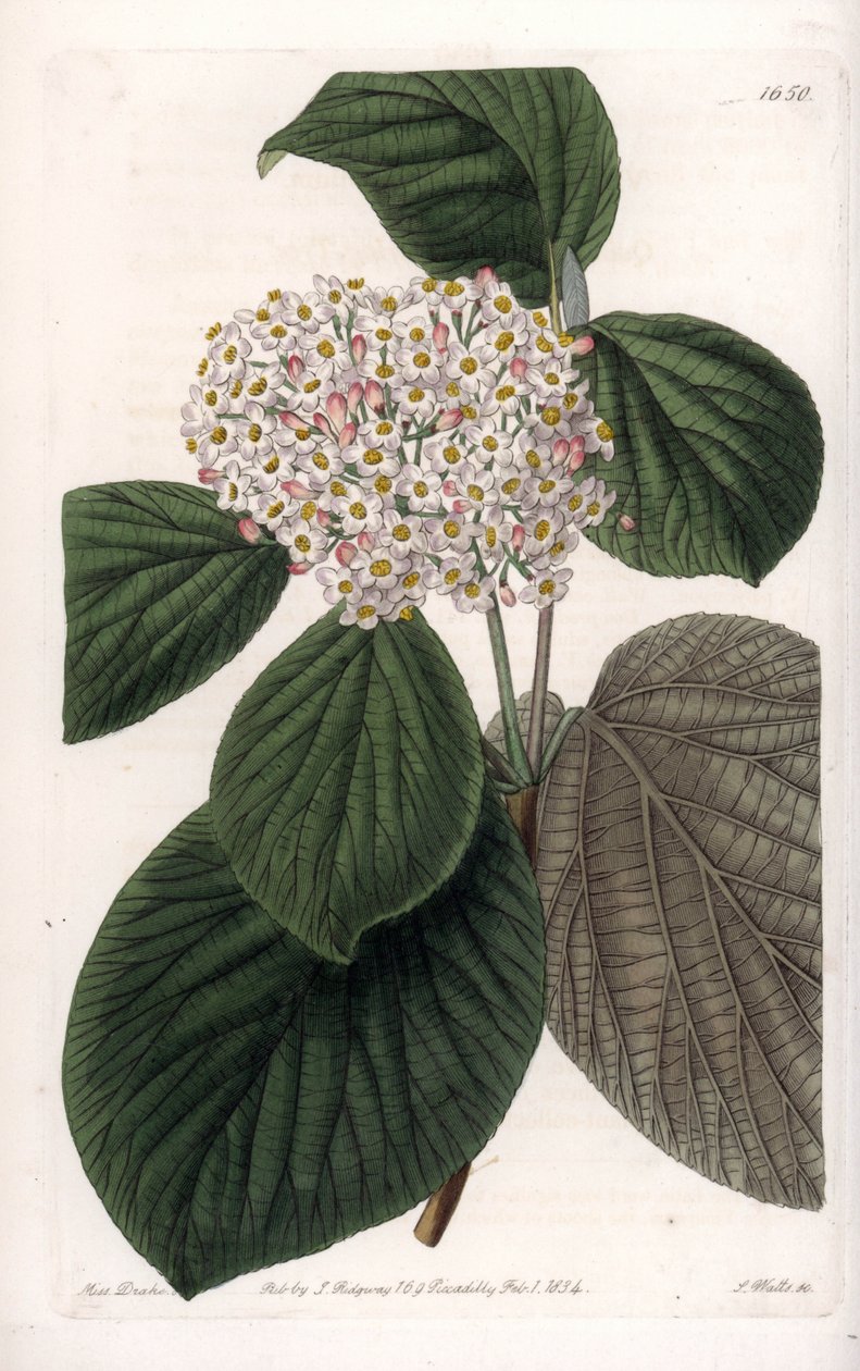 قطن فيورن - لوح محفور بواسطة S.Watts ، من رسم توضيحي لسارة آن دريك (1803-1857) ، من السجل النباتي لسيدنهام إدواردز (1768-1819) ، إنجلترا بواسطة سيدنهام تيست إدواردز