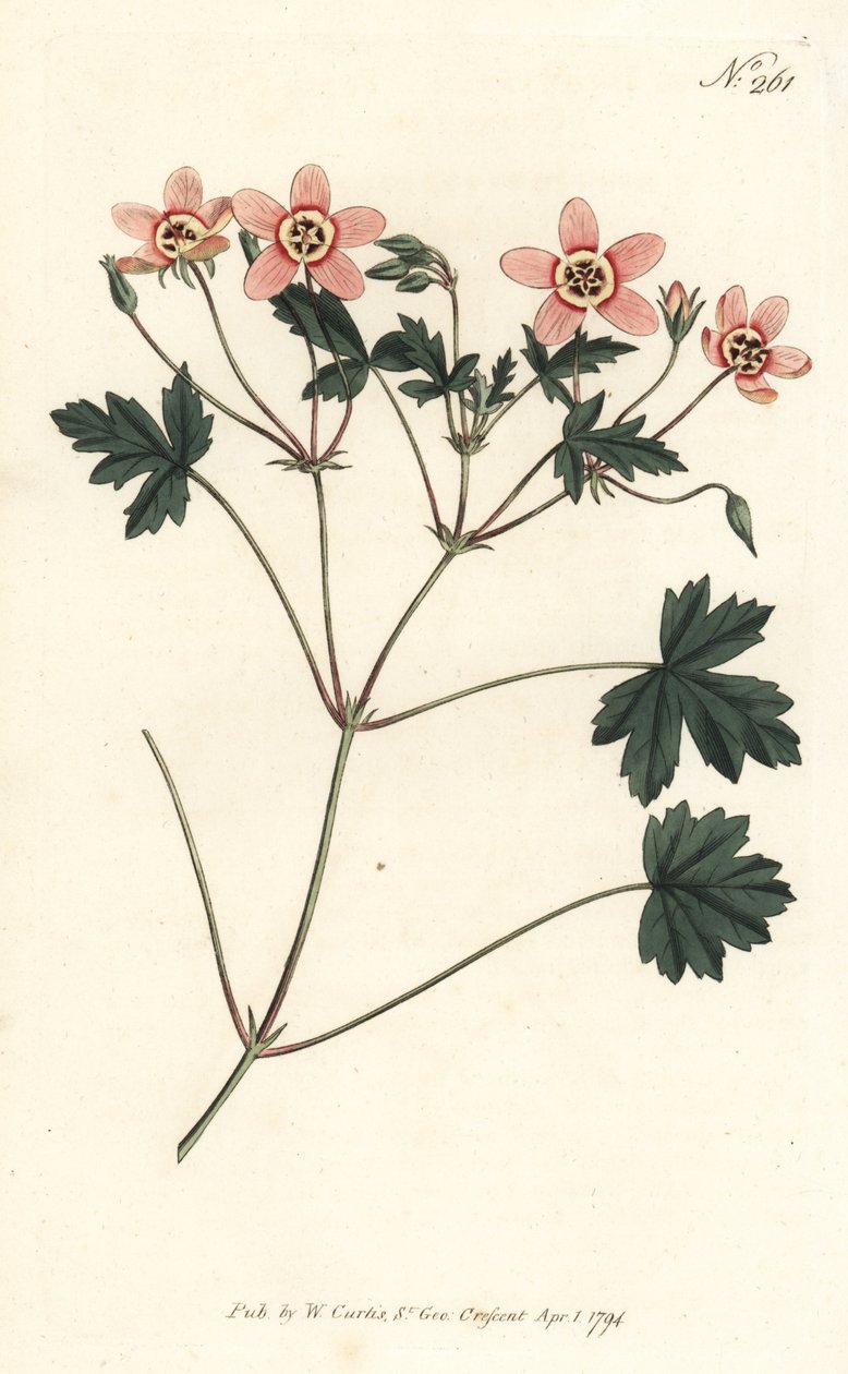 فاتورة الرافعة (أو فاتورة اللقلق) - فاتورة الرافعة بلون اللحم ، Erodium incarnatum. نقش على لوح نحاسي ملون يدويًا بواسطة Sansom بعد رسم توضيحي لسيدنهام إدواردز من مجلة William Curtis النباتية ، لندن بواسطة سيدنهام تيست إدواردز