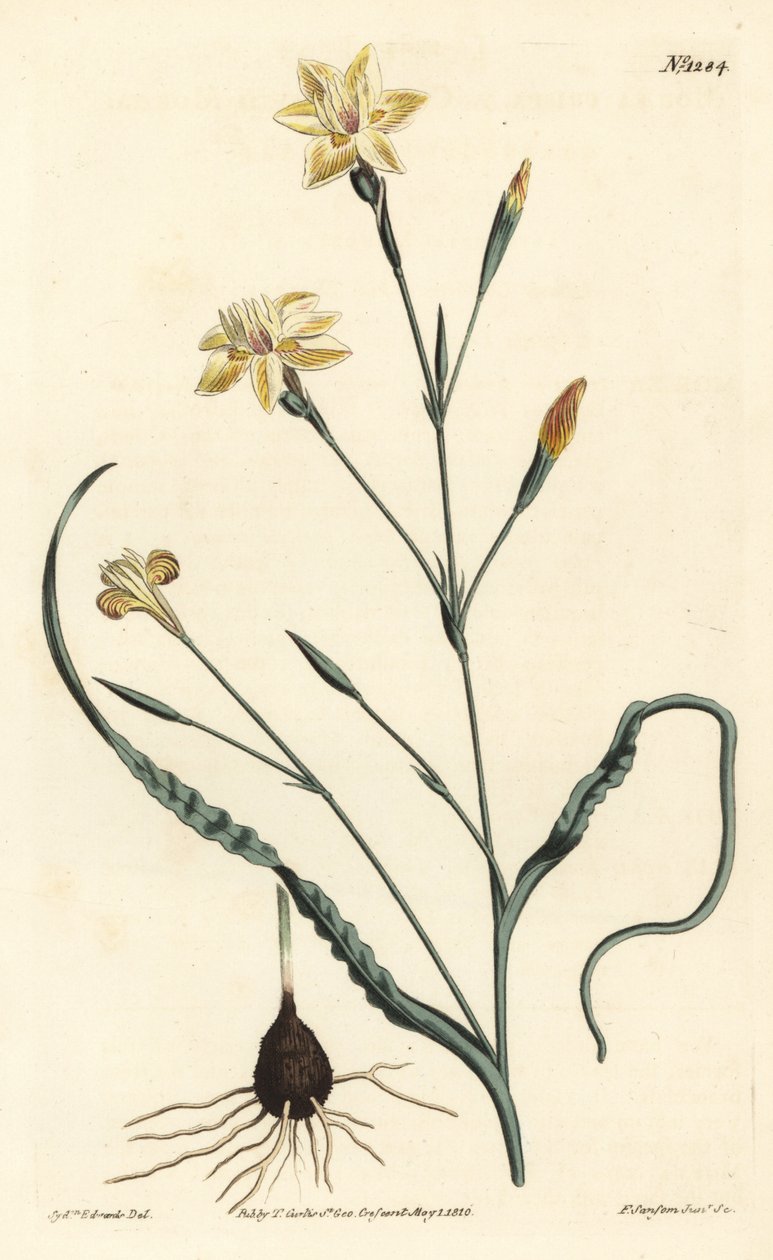 Curled leaved moraea, Moraea crispa. Handcoloured copperplate engraving by F. Sansom Jr. after an illustration by Sydenham Edwards from William Curtis