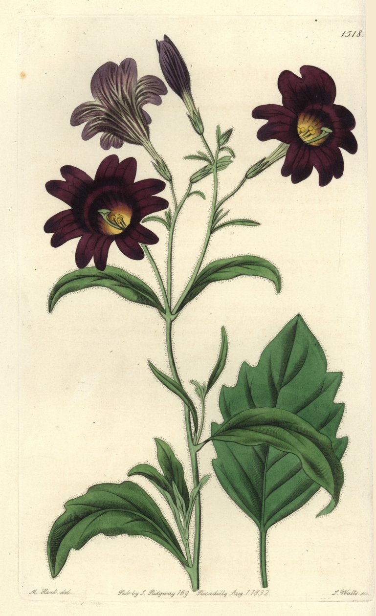 Curvy Salpiglossis - Painted tongue, Salpiglossis sinuata (Dark purple salpiglossis, Salpiglossis atropurpurea). Handcoloured copperplate engraving by S. Watts after an illustration by M. Hart from Sydenham Edwards