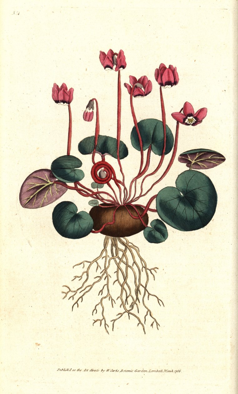 Cyclamen de Cos or Caucasus - Round-leaved cyclamen, Cyclamen coum. Handcolured copperplate engraving after a botanical illustration by James Sowerby from William Curtis