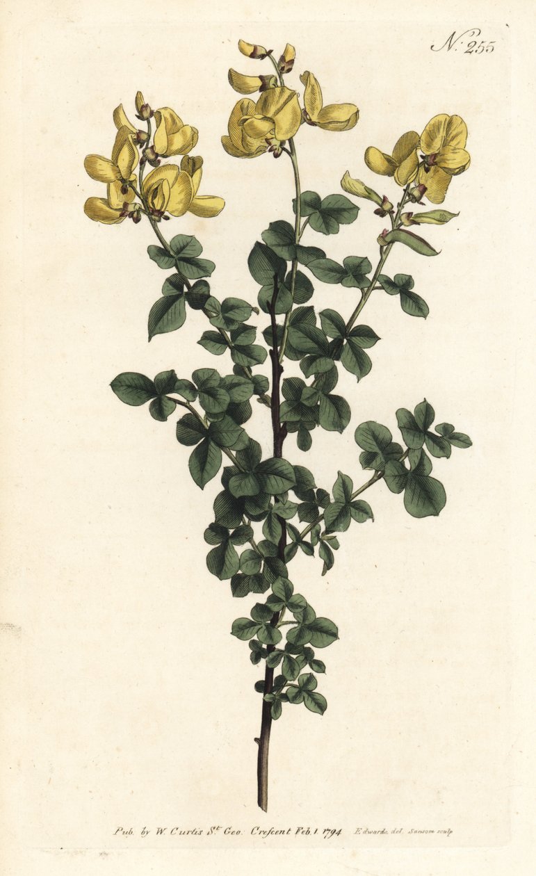 Cytisophyllum sessilifolium (Common cytisus, Cytisus sessilifolius). Handcoloured copperplate engraving by Sansom after an illustration by Sydenham Edwards from William Curtis