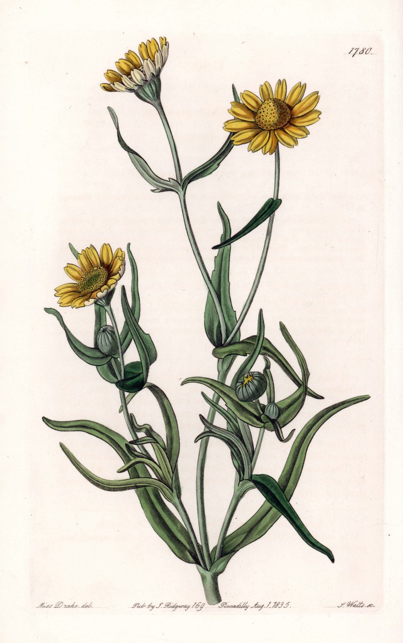 Daisy variete “gold”, endemic to California - Engraved by S.Watts, from an illustration by Sarah Anne Drake (1803-1857), from the Botanical Register of Sydenham Edwards (1768-1819), England بواسطة سيدنهام تيست إدواردز