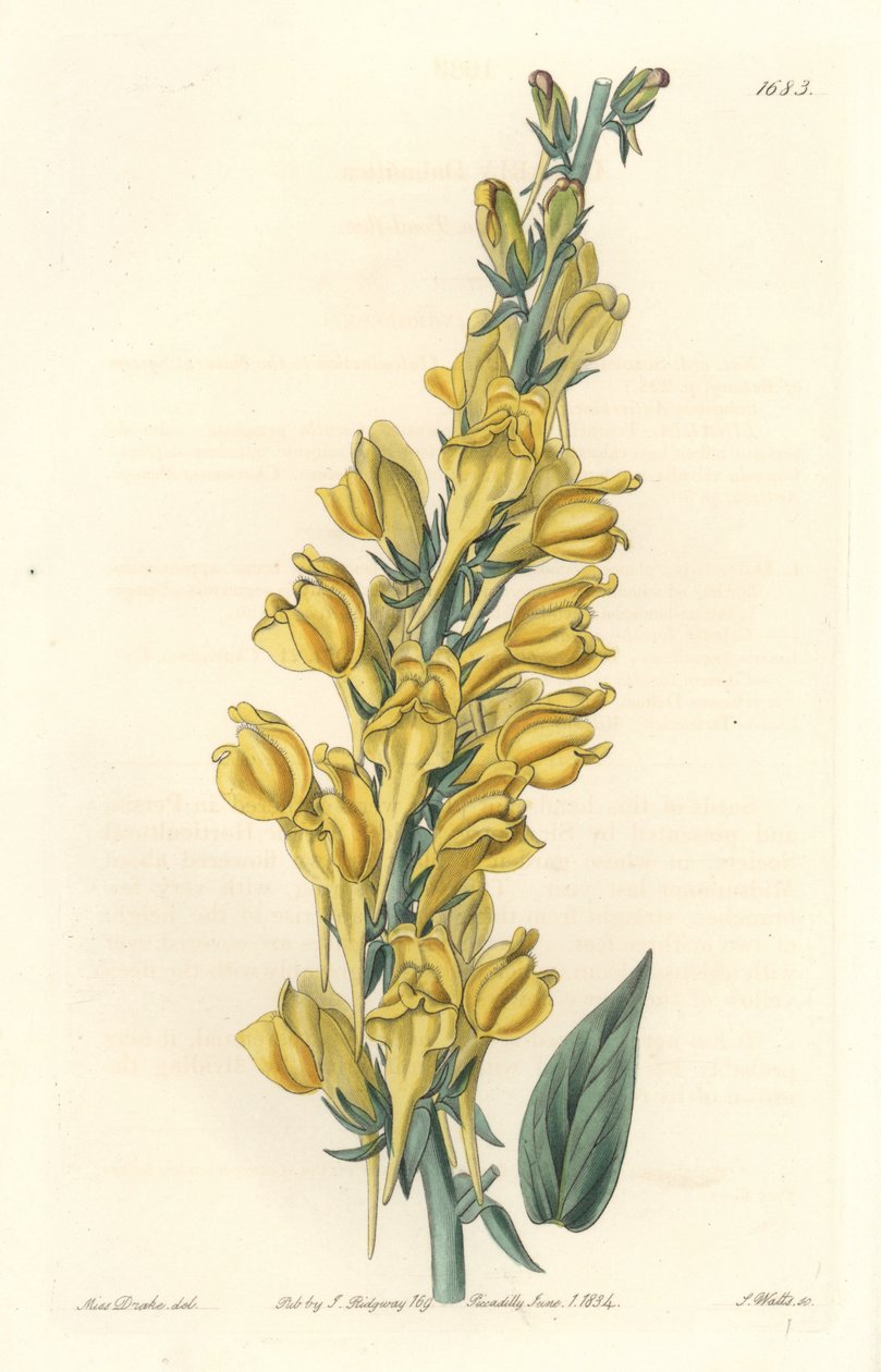 Dalmatia Linar - Strong Water by S. Watts from an illustration by Sarah Anne Drake (1803-1857), from the Botanical Register بواسطة سيدنهام تيست إدواردز
