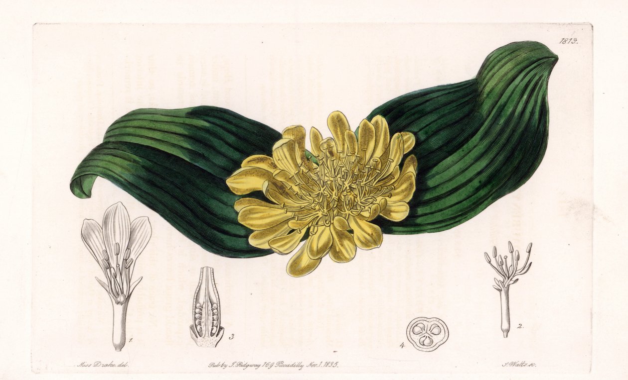 Daubenya Variete - Plate engraved by S.Watts, from an illustration by Sarah Anne Drake (1803-1857), from the Botanical Register of Sydenham Edwards (1768-1819), England بواسطة سيدنهام تيست إدواردز