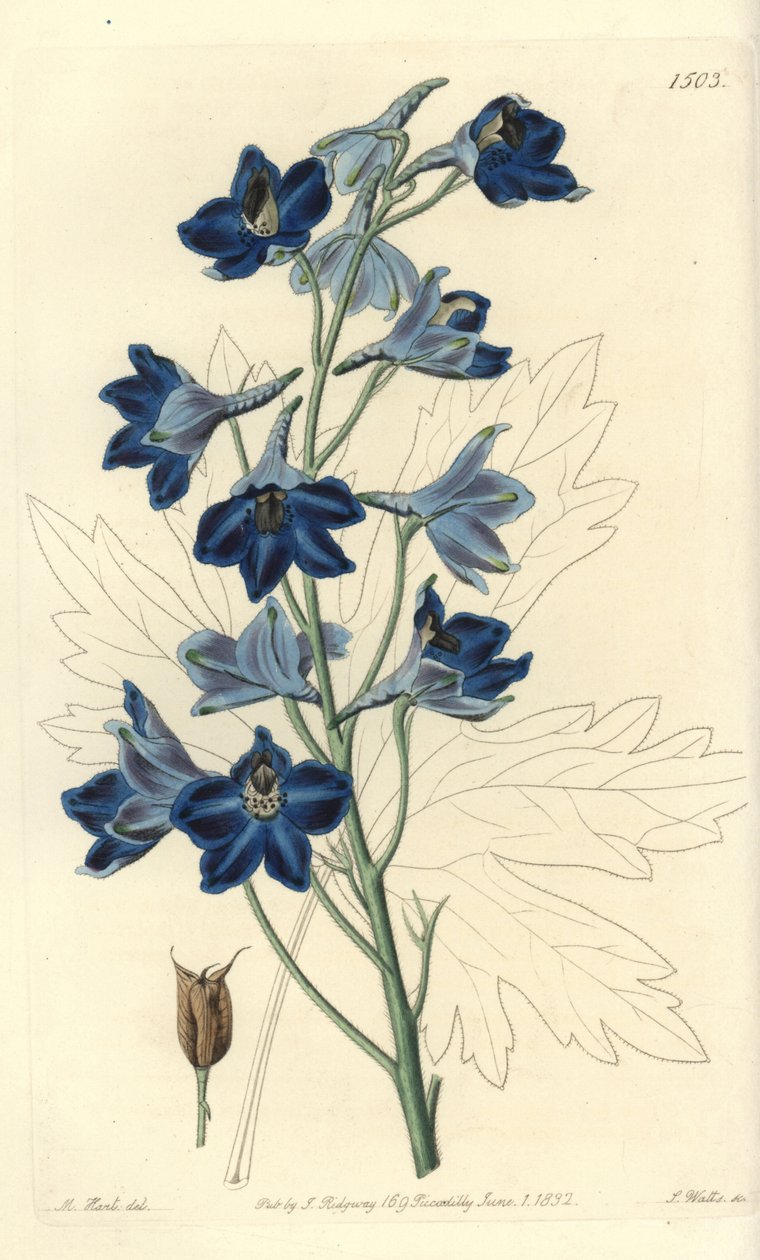 Dauphinelle or Lark Foot - Shewy delphinium, Delphinium speciosum. Handcoloured copperplate engraving by S. Watts after an illustration by M. Hart from Sydenham Edwards