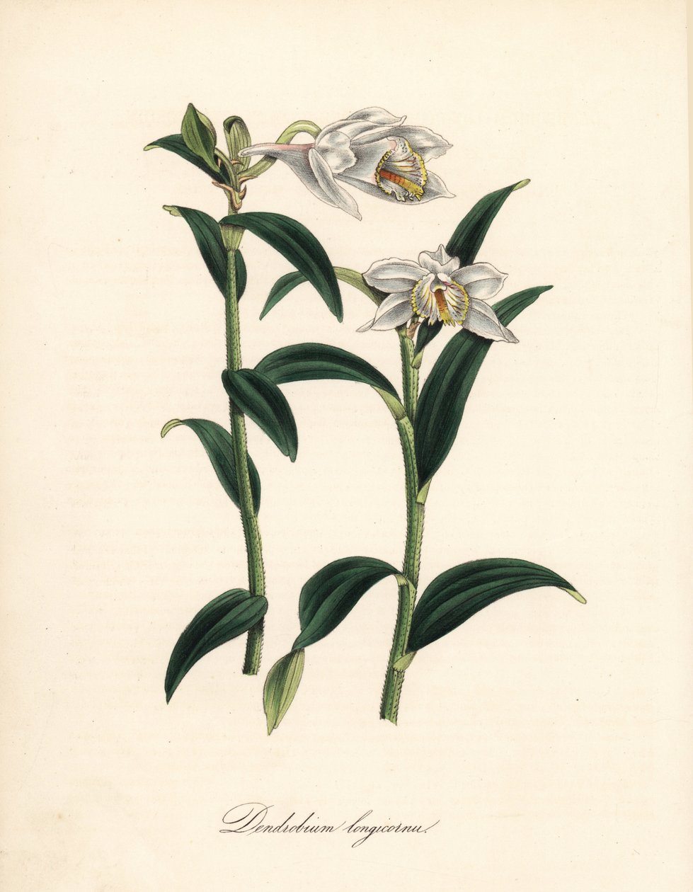 Dendrobium variete - Long-horned dendrobium orchid, Dendrobium longicornu. Copied from Sydenham Edwards