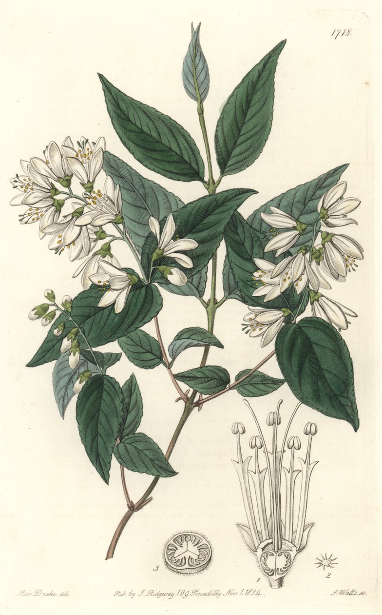 Deutzie rude ، موطنه اليابان - موطن الماء بواسطة S. Watts من رسم توضيحي لسارة آن دريك (1803-1857) ، من السجل النباتي بواسطة سيدنهام تيست إدواردز