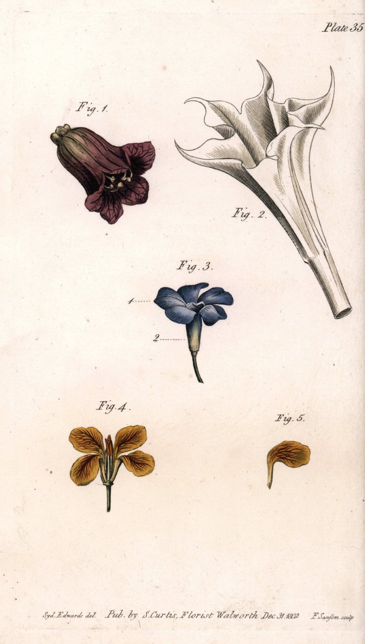 Different corolles: the belladonna, the stramoine datura, the great periwinkle and the giroflee of the walls. Coloured copper engraving, illustration by Sydenham Edwards (1768-1819) for Conferences of Botanical, Botanical Garden of Lambeth (England) بواسطة سيدنهام تيست إدواردز