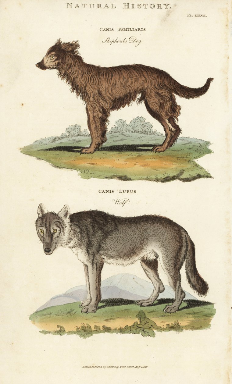 الكلب والذئب - كلب الراعي ، Canis المألوف ، والذئب ، Canis lupus. نقش على لوح نحاسي ملون يدويًا بعد سيدنهام إدواردز من John Mason Good's Pantologia ، موسوعة جديدة ، G. Kearsley ، لندن بواسطة سيدنهام تيست إدواردز