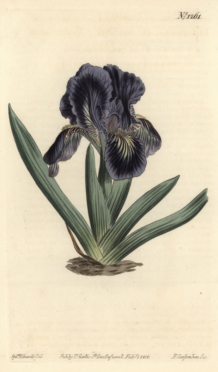 Dwarf Iris - Iris x binata (Purple-blue dwarf flag, Iris pumila var. violacea). Handcoloured copperplate engraving by F. Sansom Jr. after an illustration by Sydenham Edwards from William Curtis