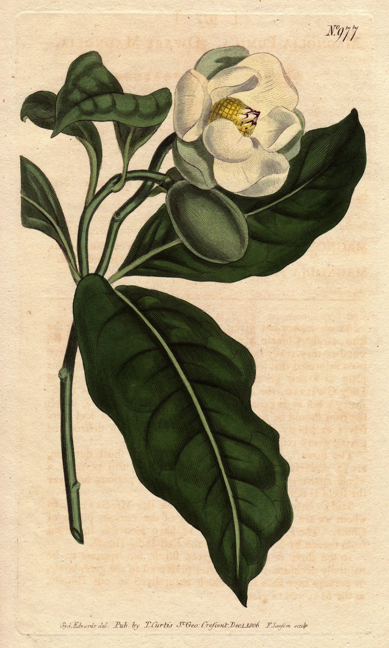 Dwarf magnolia, with white flower, native to Cjine and Java. Dwarf magnolia with white flowers, a native of China and Java. Magnolia coco (Magnolia pumila). Handcolored copperplate engraving from a botanical illustration by Sydenham Edwards from William Cu بواسطة سيدنهام تيست إدواردز