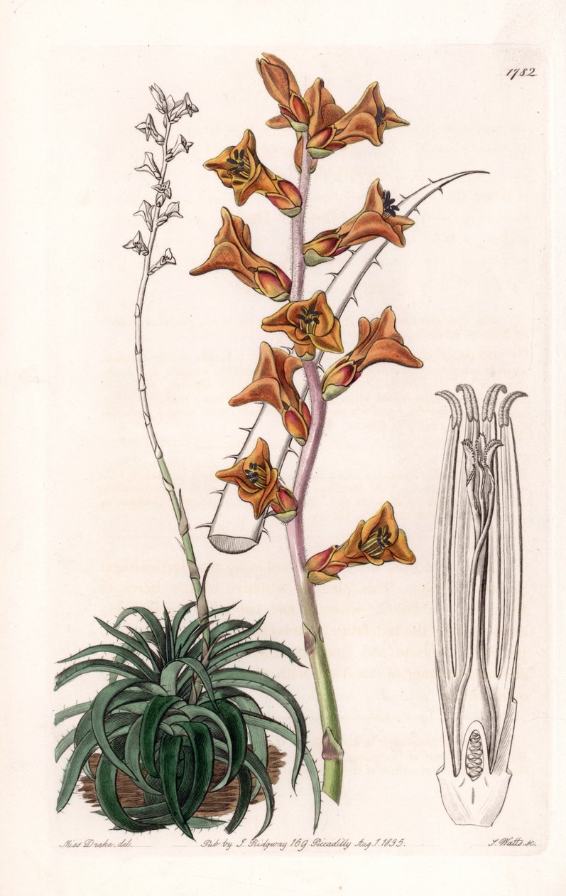 Dyckia ، نبات عصاري مع أزهار برتقالية ، موطنه البرازيل - لوحة محفورة بواسطة S.Watts ، من رسم توضيحي لسارة آن دريك (1803-1857) ، من السجل النباتي لسيدنهام إدواردز (1768-1819) ، إنجلترا بواسطة سيدنهام تيست إدواردز
