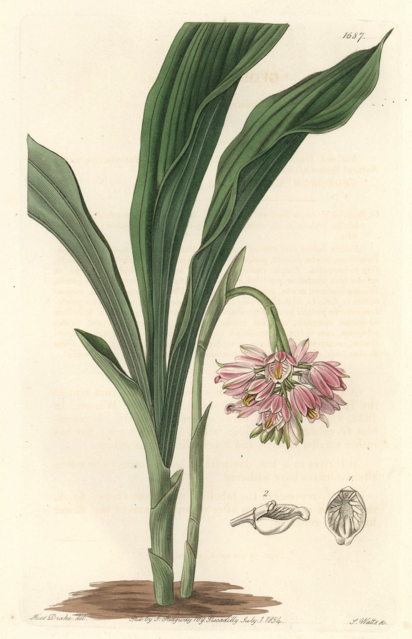 أوركيد الأرض ، في الأصل من سريلانكا - S. Watts Strong Water من رسم توضيحي لسارة آن دريك (1803) ، من السجل النباتي بواسطة سيدنهام تيست إدواردز