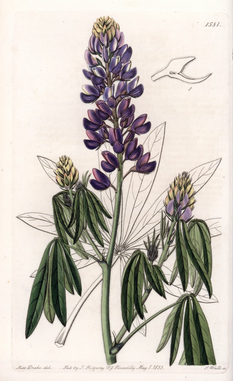 الترمس الأنيق أو الترمس من المكسيك - نقش بواسطة S.Watts ، من رسم توضيحي لسارة آن دريك (1803-1857) ، من السجل النباتي لسيدنهام إدواردز (1768-1819) ، إنجلترا بواسطة سيدنهام تيست إدواردز