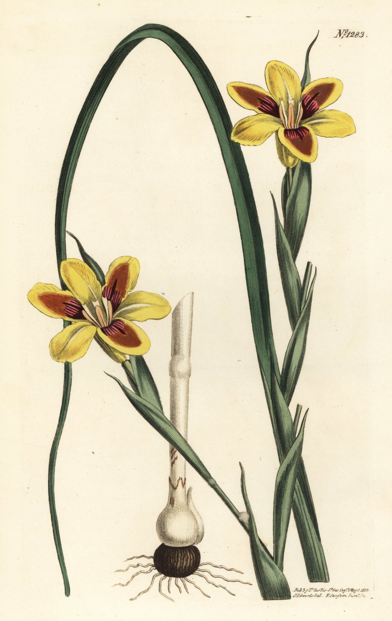 مورايا أنيقة ، Moraea elegans (Moraea spicata). نقش على لوح نحاسي ملون يدويًا بواسطة F. Sansom Jr. بعد رسم توضيحي لسيدنهام إدواردز من مجلة William Curtis النباتية ، T. Curtis ، لندن بواسطة سيدنهام تيست إدواردز