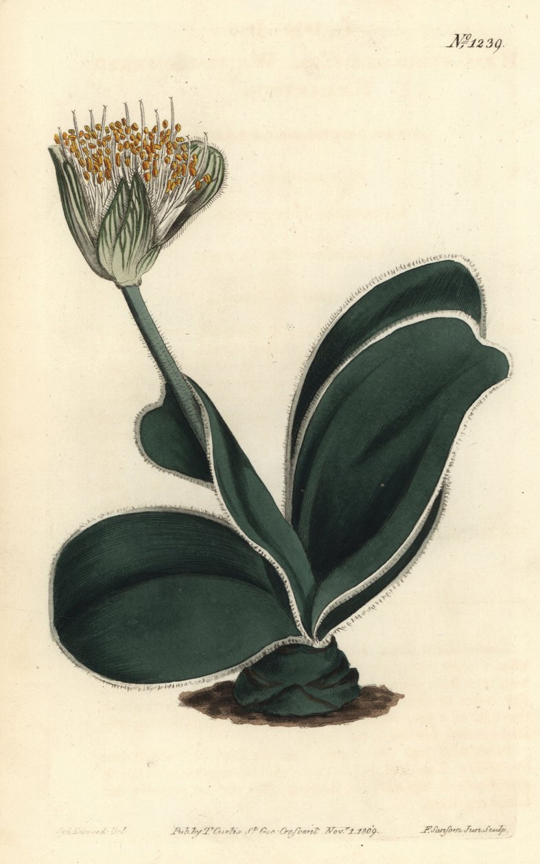 Elephant Ear - White-flowered haemanthus, Haemanthus albiflos. Handcoloured copperplate engraving by F. Sansom Jr. after an illustration by Sydenham Edwards from William Curtis