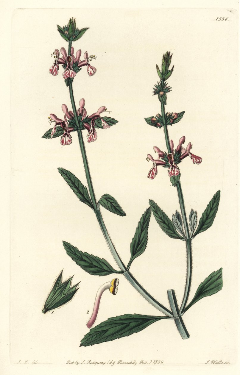Epiary - White-stemmed stachys, Stachys albicaulis. Handcoloured copperplate engraving by S. Watts after an illustration by John Lindley from Sydenham Edwards