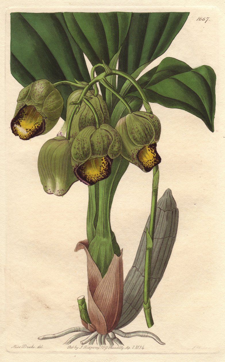 السحلية Epiphytic ، كاتاسيتوم أصفر شاحب ، موطنها البرازيل - موطن الماء بواسطة S. Watts من رسم توضيحي لسارة آن دريك (1803-1857) ، من السجل النباتي بواسطة سيدنهام تيست إدواردز