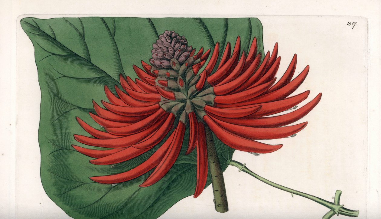 Erythrina variete, tropical red flower tree - Engraved by S. Watts, from an illustration by Sarah Anne Drake (1803-1857), from the Botanical Register of Sydenham Edwards (1768-1819), England بواسطة سيدنهام تيست إدواردز