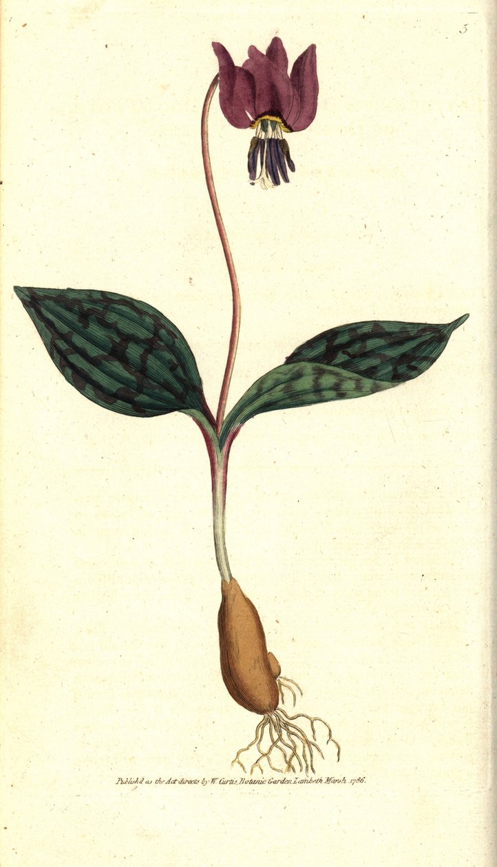 Erythrone dog tooth (or red Satyrion) - Dog
