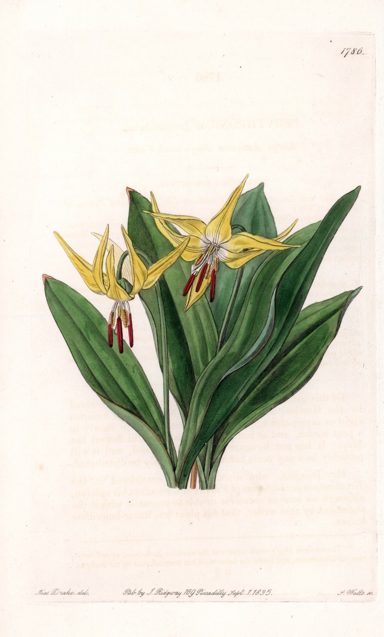 Erythrone has large flowers, native of North America - Plate engraved by S.Watts, from an illustration by Sarah Anne Drake (1803-1857), from the Botanical Register of Sydenham Edwards (1768-1819), England بواسطة سيدنهام تيست إدواردز