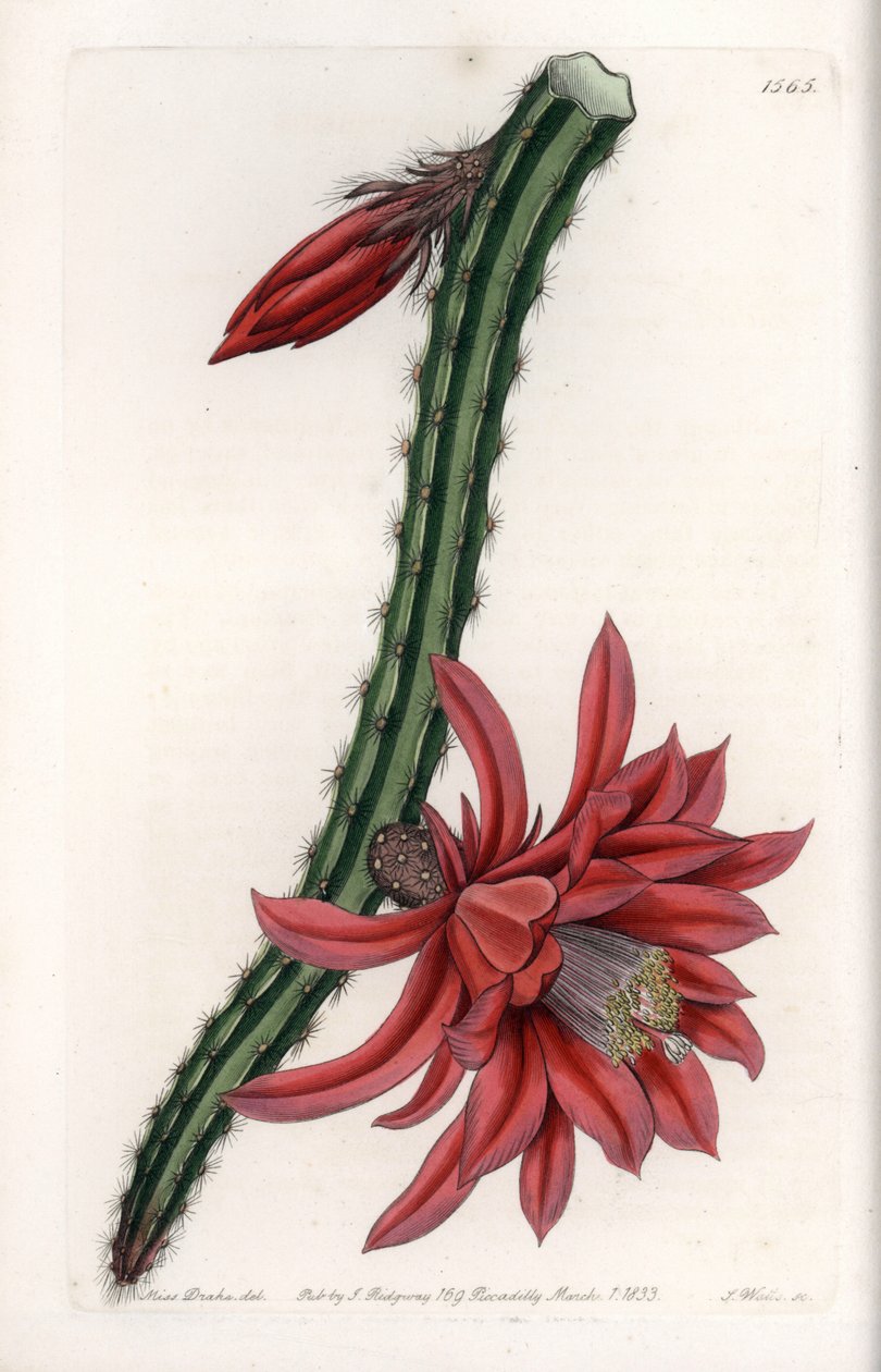 Escalating Cactier - Engraved Plate by S.Watts, from an illustration by Sarah Anne Drake (1803-1857), from the Botanical Register of Sydenham Edwards (1768-1819), England بواسطة سيدنهام تيست إدواردز