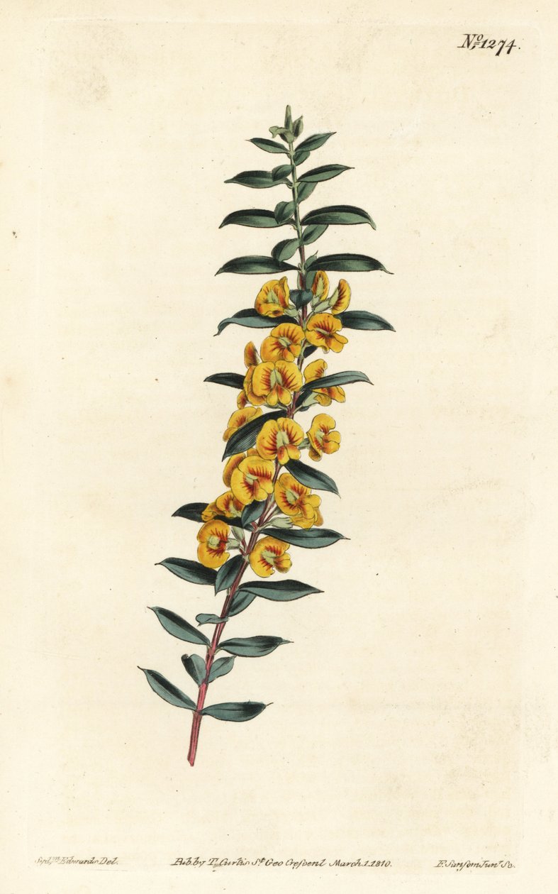 Eutaxia myrtifolia (Cross-leaved dillwynia, Dillwynia obovata). Handcoloured copperplate engraving by F. Sansom Jr. after an illustration by Sydenham Edwards from William Curtis