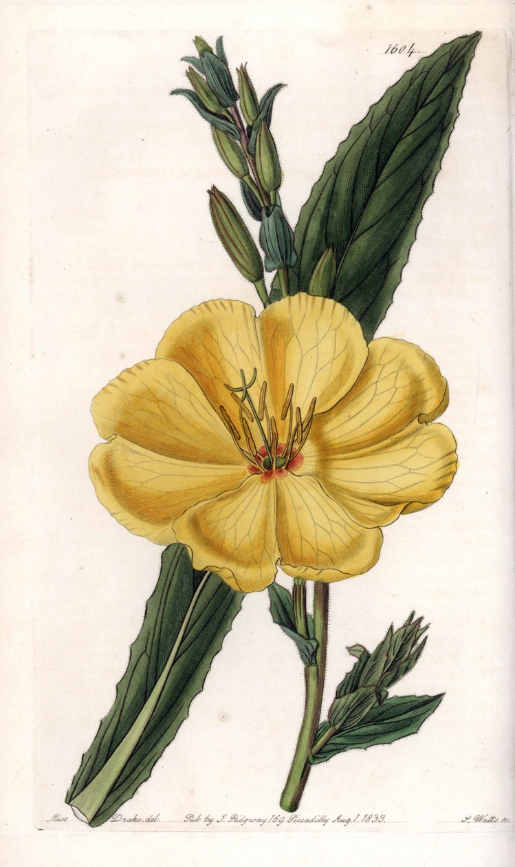Evening primrose with large flowers - Engraved board by S.Watts, from an illustration by Sarah Anne Drake (1803-1857), from the Botanical Register of Sydenham Edwards (1768-1819), England بواسطة سيدنهام تيست إدواردز