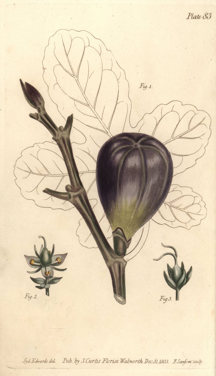 Fig, Ficus carica, Trioecia with hermaphrodite, male 2 and female 3 flowers growing separately. Handcoloured copperplate engraving by F. Sansom of a botanical illustration by Sydenham Edwards for William Curtis