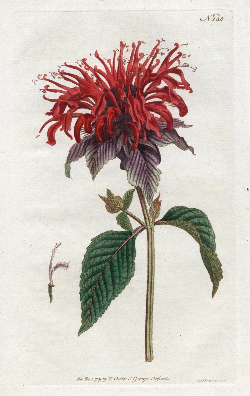ناسور مونار - الطباعة الحجرية لسيدنهام إدواردز (1768-1819) ، من مجلة ويليام كيرتس النباتية (1746-1799) بواسطة سيدنهام تيست إدواردز