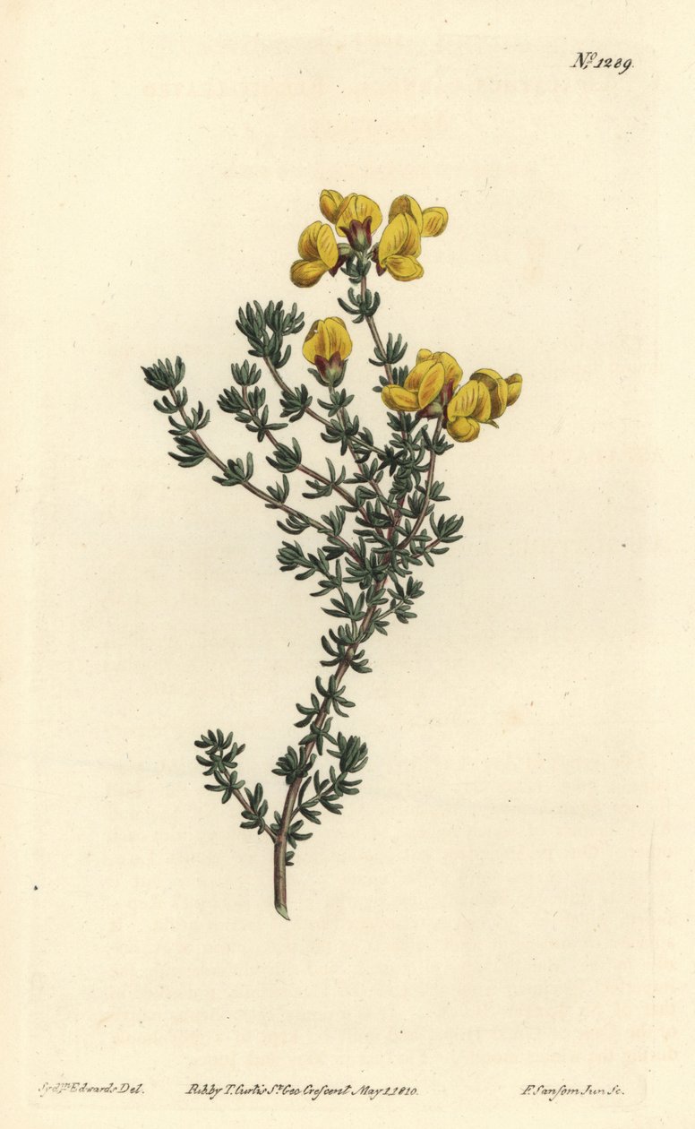 Fleshy-leaved aspalathus, Aspalathus carnosa. Handcoloured copperplate engraving by F. Sansom Jr. after an illustration by Sydenham Edwards from William Curtis