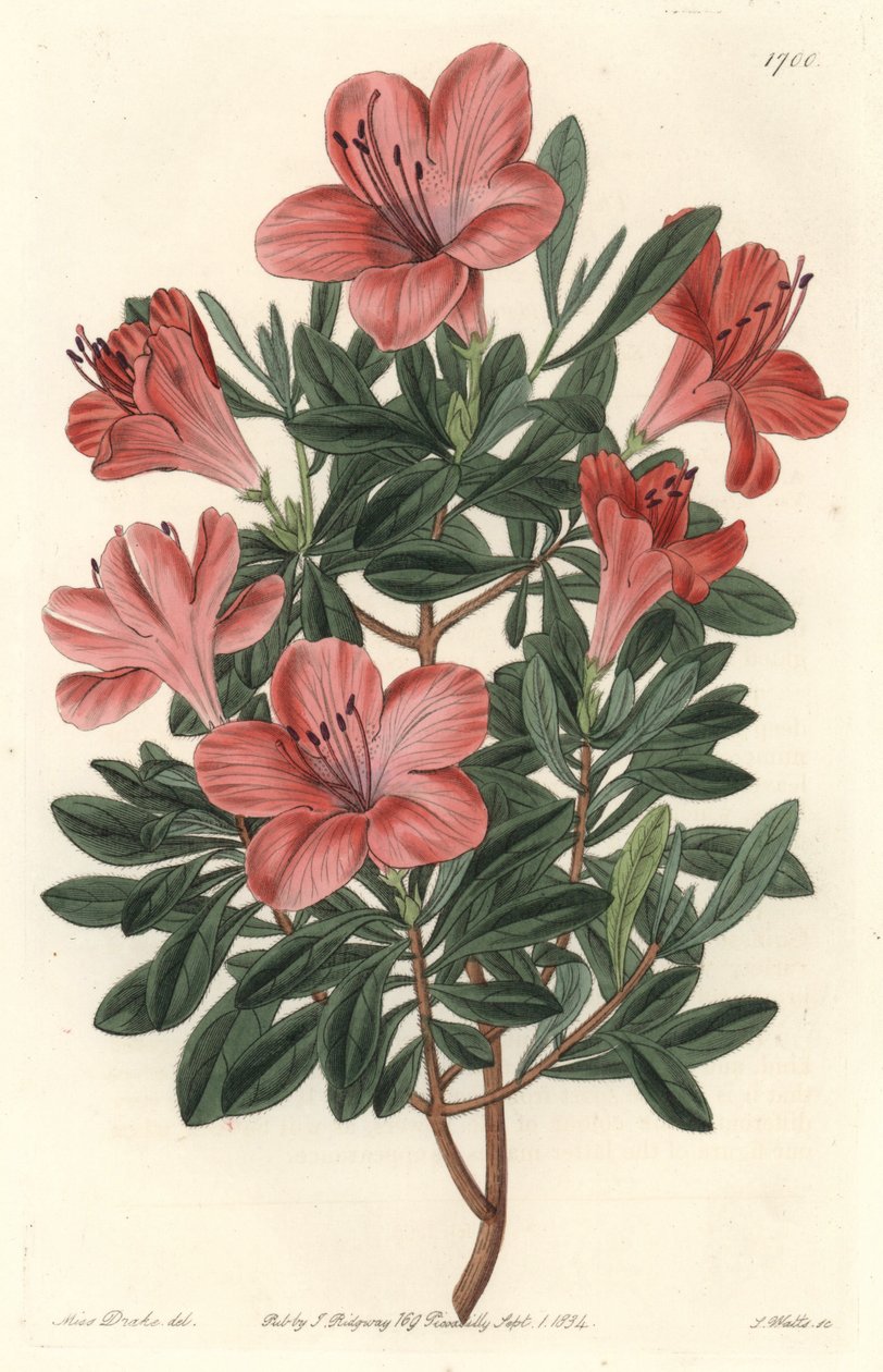 Florists Rhododendron or azalee - S. Watts strong water from an illustration by Sarah Anne Drake (1803-1857), from the Botanical Register بواسطة سيدنهام تيست إدواردز